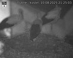 Capi_Dubne_20250810_212503.jpg