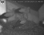 Capi_Dubne_20250810_214003.jpg
