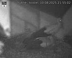Capi_Dubne_20250810_215502.jpg