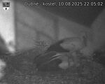 Capi_Dubne_20250810_220502.jpg