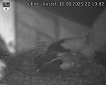 Capi_Dubne_20250810_221002.jpg