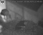 Capi_Dubne_20250810_224503.jpg