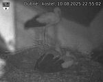 Capi_Dubne_20250810_225502.jpg