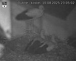 Capi_Dubne_20250810_230502.jpg