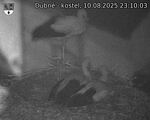 Capi_Dubne_20250810_231003.jpg