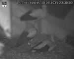 Capi_Dubne_20250810_233003.jpg