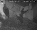 Capi_Dubne_20250811_000503.jpg