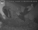 Capi_Dubne_20250811_002002.jpg