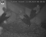 Capi_Dubne_20250811_003002.jpg