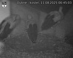 Capi_Dubne_20250811_004503.jpg