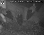 Capi_Dubne_20250811_005002.jpg