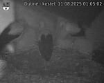 Capi_Dubne_20250811_010502.jpg
