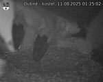 Capi_Dubne_20250811_012502.jpg