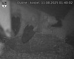 Capi_Dubne_20250811_014003.jpg
