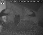 Capi_Dubne_20250811_025003.jpg