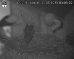 Capi_Dubne_20250811_030502.jpg