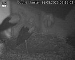 Capi_Dubne_20250811_031502.jpg