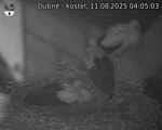 Capi_Dubne_20250811_040503.jpg