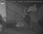 Capi_Dubne_20250811_041003.jpg