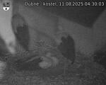 Capi_Dubne_20250811_043003.jpg