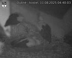 Capi_Dubne_20250811_044003.jpg