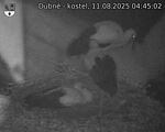 Capi_Dubne_20250811_044502.jpg
