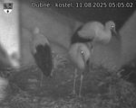 Capi_Dubne_20250811_050502.jpg