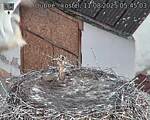 Capi_Dubne_20250811_054503.jpg