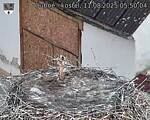 Capi_Dubne_20250811_055004.jpg