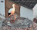 Capi_Dubne_20250811_060003.jpg