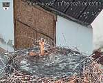 Capi_Dubne_20250811_060503.jpg