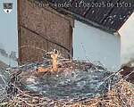 Capi_Dubne_20250811_061503.jpg