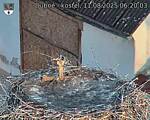 Capi_Dubne_20250811_062003.jpg