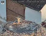 Capi_Dubne_20250811_062503.jpg