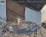 Capi_Dubne_20250811_063003.jpg