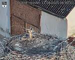 Capi_Dubne_20250811_064003.jpg