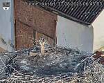 Capi_Dubne_20250811_064503.jpg
