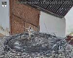 Capi_Dubne_20250811_072003.jpg