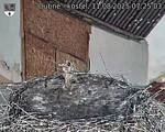Capi_Dubne_20250811_072503.jpg