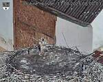 Capi_Dubne_20250811_080003.jpg