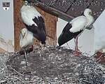 Capi_Dubne_20250811_090503.jpg