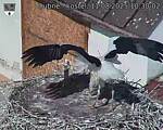 Capi_Dubne_20250811_103002.jpg