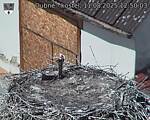 Capi_Dubne_20250811_125003.jpg