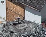 Capi_Dubne_20250811_133504.jpg