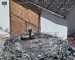 Capi_Dubne_20250811_134003.jpg