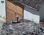 Capi_Dubne_20250811_134502.jpg
