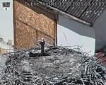 Capi_Dubne_20250811_135003.jpg