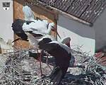 Capi_Dubne_20250811_140502.jpg