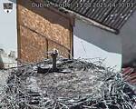 Capi_Dubne_20250811_143003.jpg