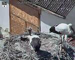 Capi_Dubne_20250811_145003.jpg